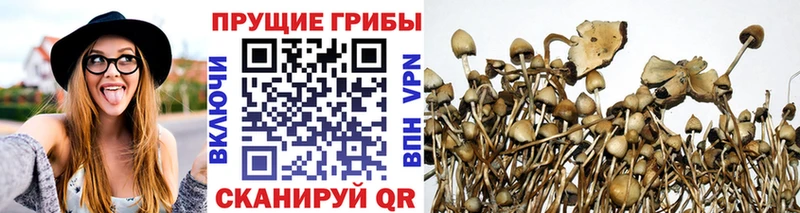 Псилоцибиновые грибы GOLDEN TEACHER  хочу   Тимашёвск 